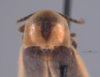 Photinus frosti image