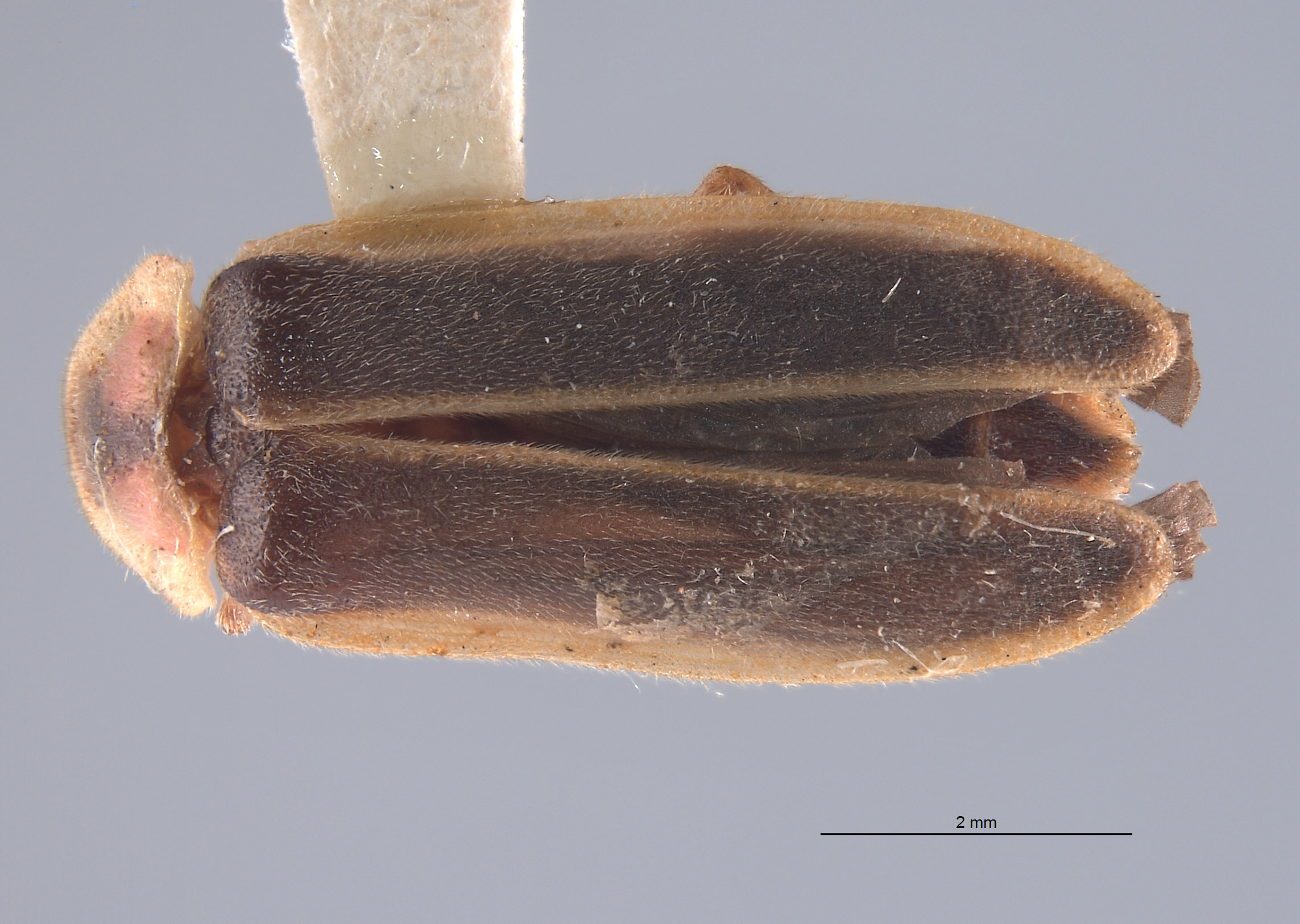 Photinus sabulosus image