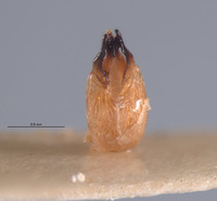 Photinus sabulosus image