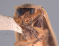 Photinus sabulosus image