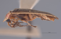 Photinus sabulosus image