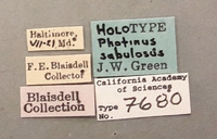 Photinus sabulosus image