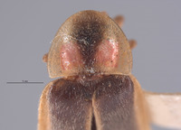 Photinus sabulosus image