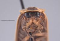 Photinus tenuicinctus image