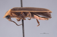 Photinus tenuicinctus image