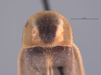 Photinus tenuicinctus image
