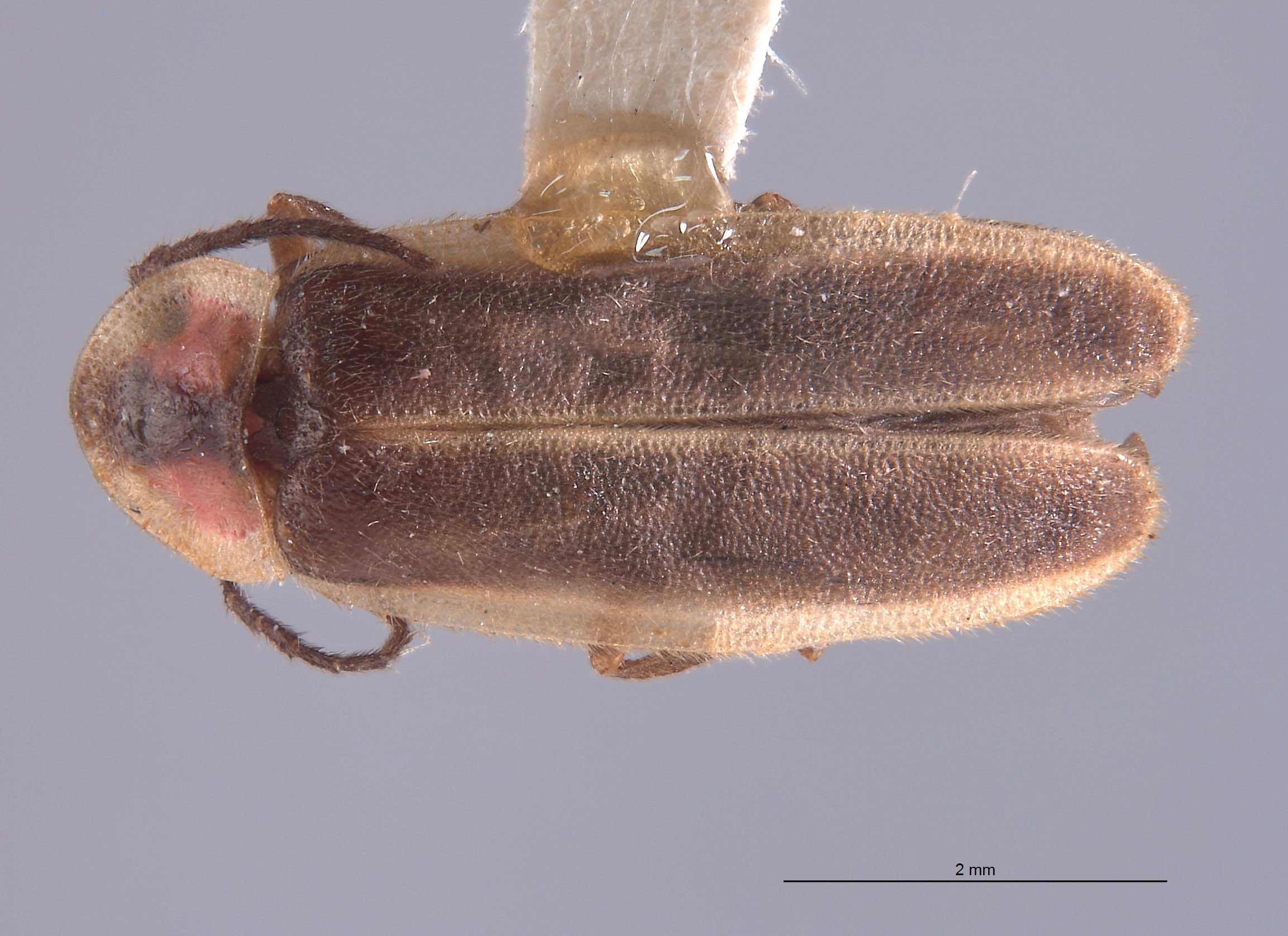 Photinus texanus image
