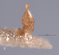 Photinus texanus image