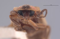 Photinus texanus image