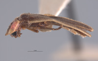 Photinus texanus image