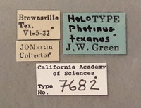 Photinus texanus image