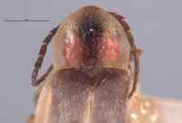 Photinus texanus image