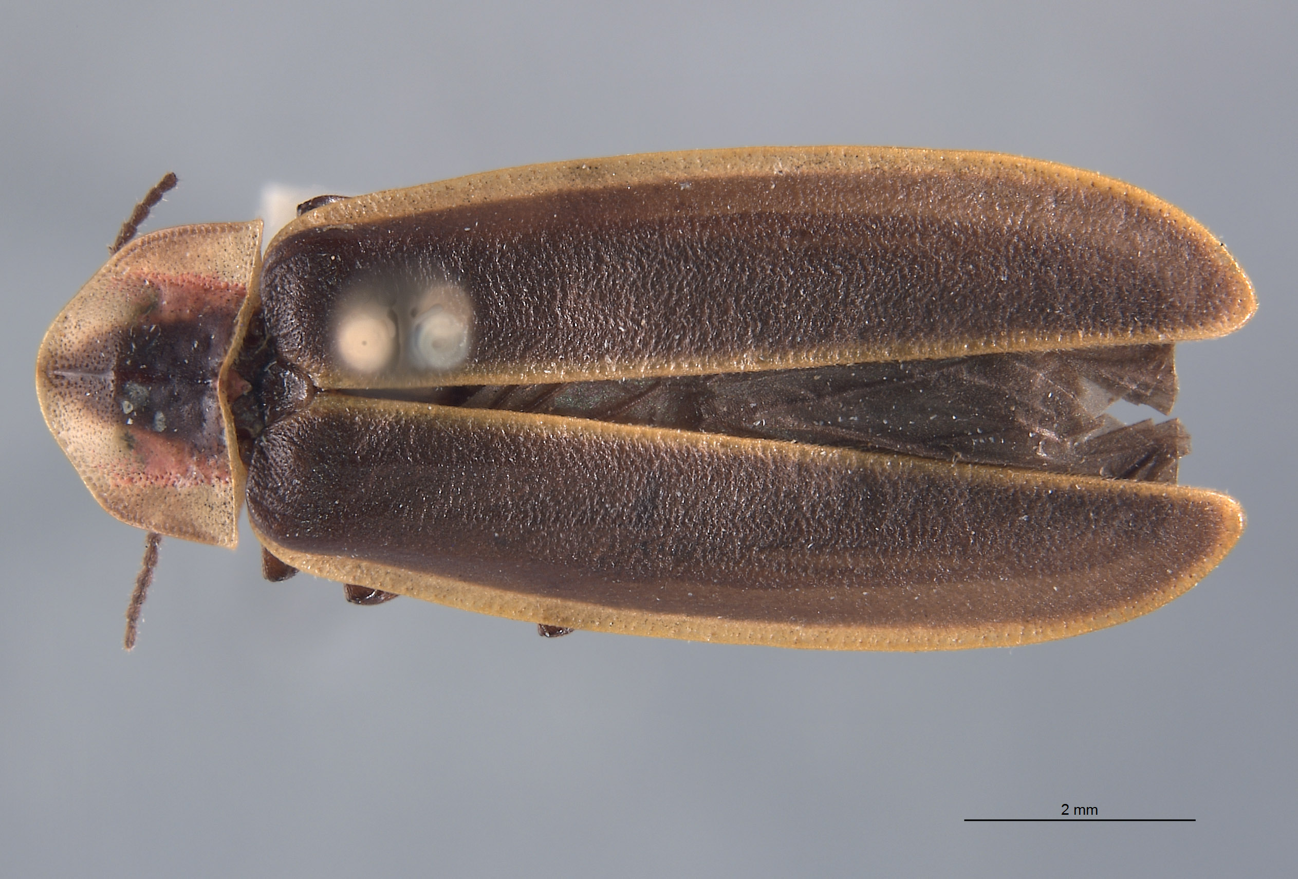 Pyractomena dispersa image