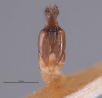 Pyractomena dispersa image