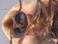 Pyractomena dispersa image