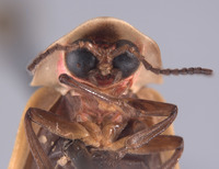 Pyractomena dispersa image