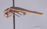 Pyractomena dispersa image