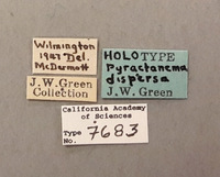 Pyractomena dispersa image