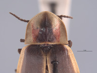 Pyractomena dispersa image