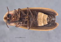 Pyractomena dispersa image