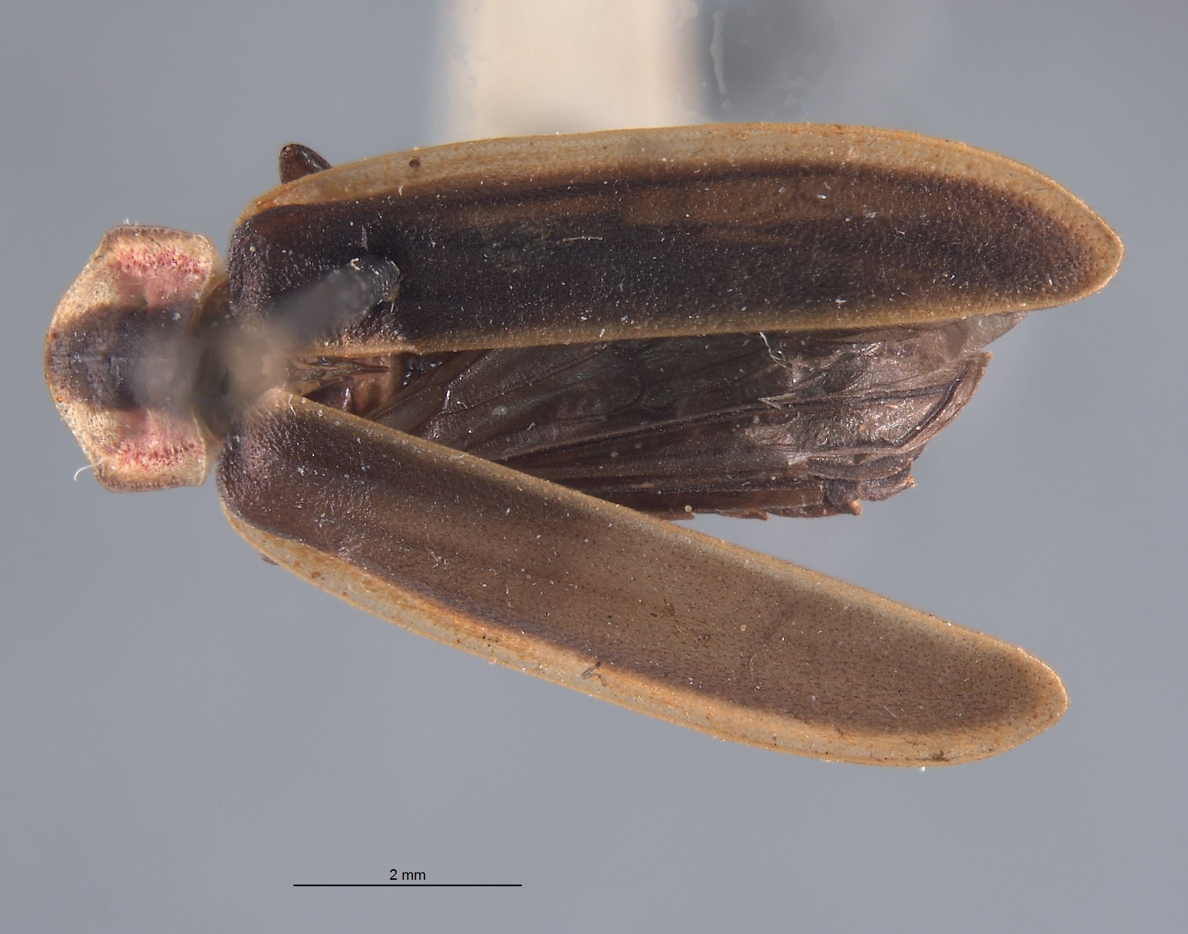 Pyractonema limbicollis image