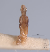Pyractonema limbicollis image