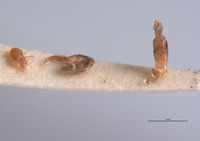 Pyractonema limbicollis image