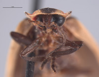 Pyractonema limbicollis image