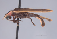 Image of Pyractonema limbicollis