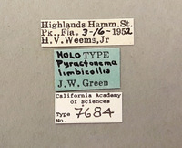 Pyractonema limbicollis image