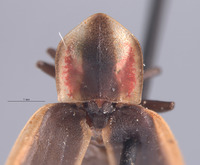 Pyractonema limbicollis image