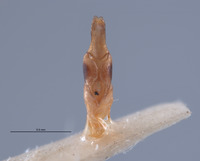 Pyractonema similis image