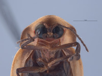 Pyractonema similis image