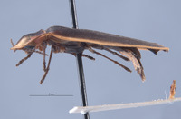Pyractonema similis image