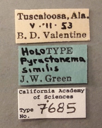 Pyractonema similis image