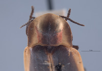 Pyractonema similis image