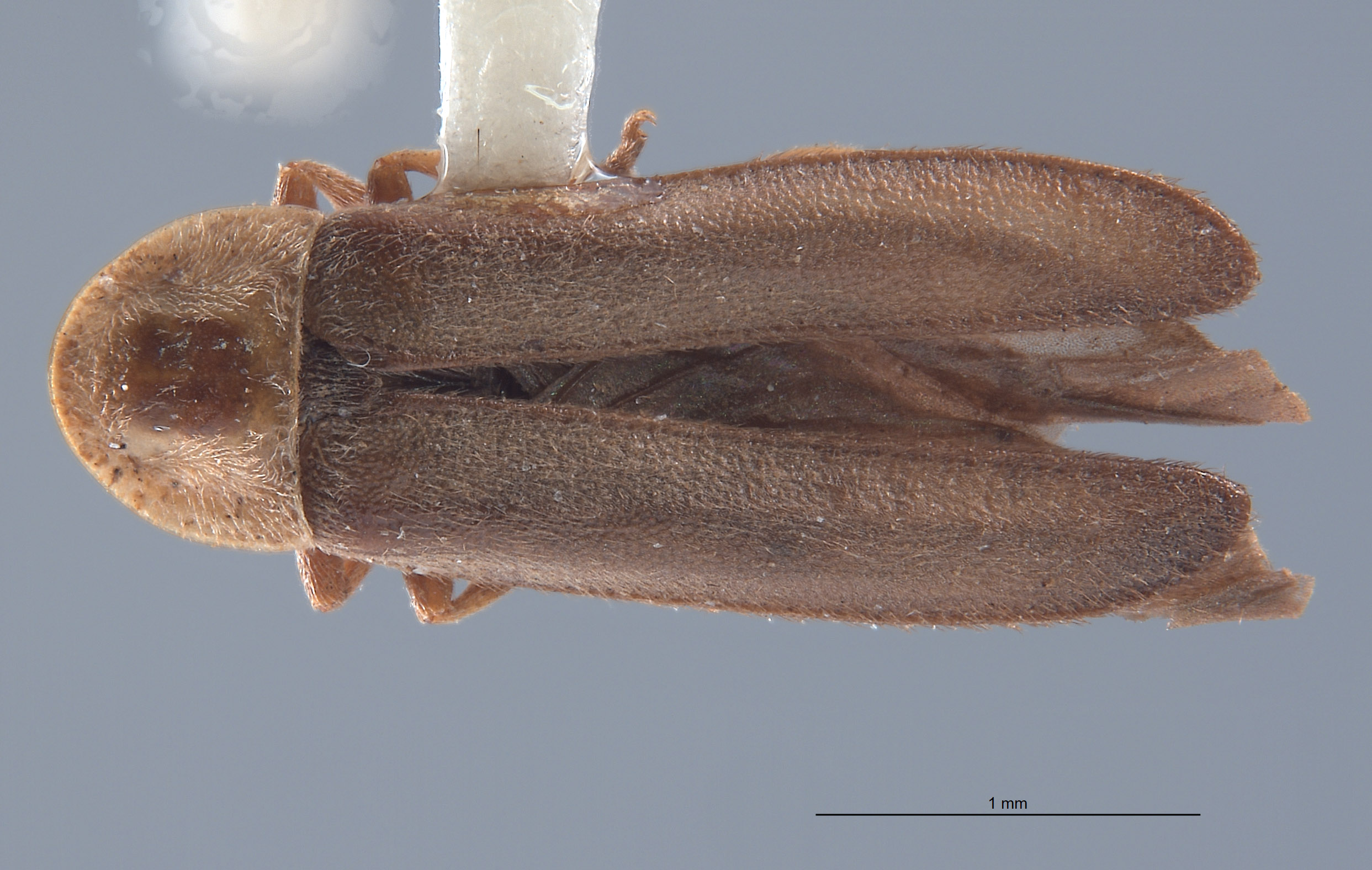 Pyropyga australis image