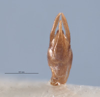 Pyropyga australis image