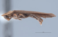 Pyropyga australis image