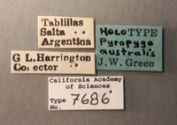 Pyropyga australis image