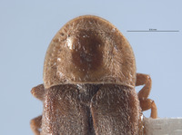 Pyropyga australis image