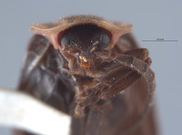 Pyropyga cordobana image