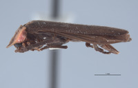 Pyropyga cordobana image