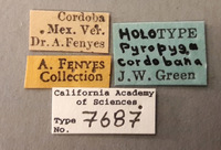 Pyropyga cordobana image