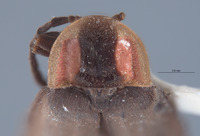 Pyropyga cordobana image