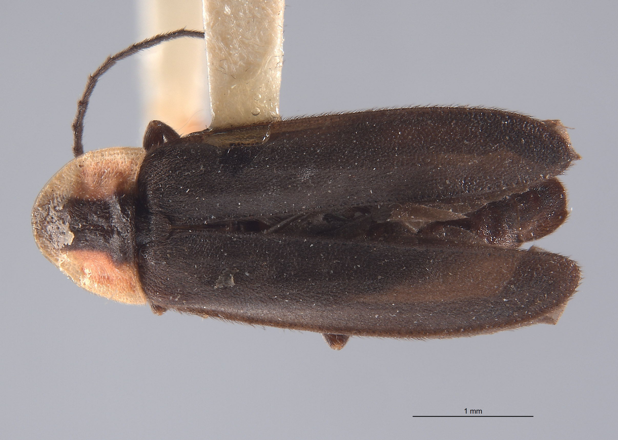 Pyropyga modesta image