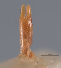Pyropyga modesta image