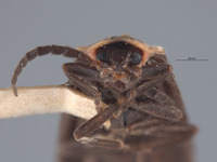 Pyropyga modesta image