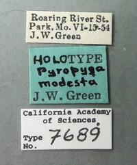 Pyropyga modesta image