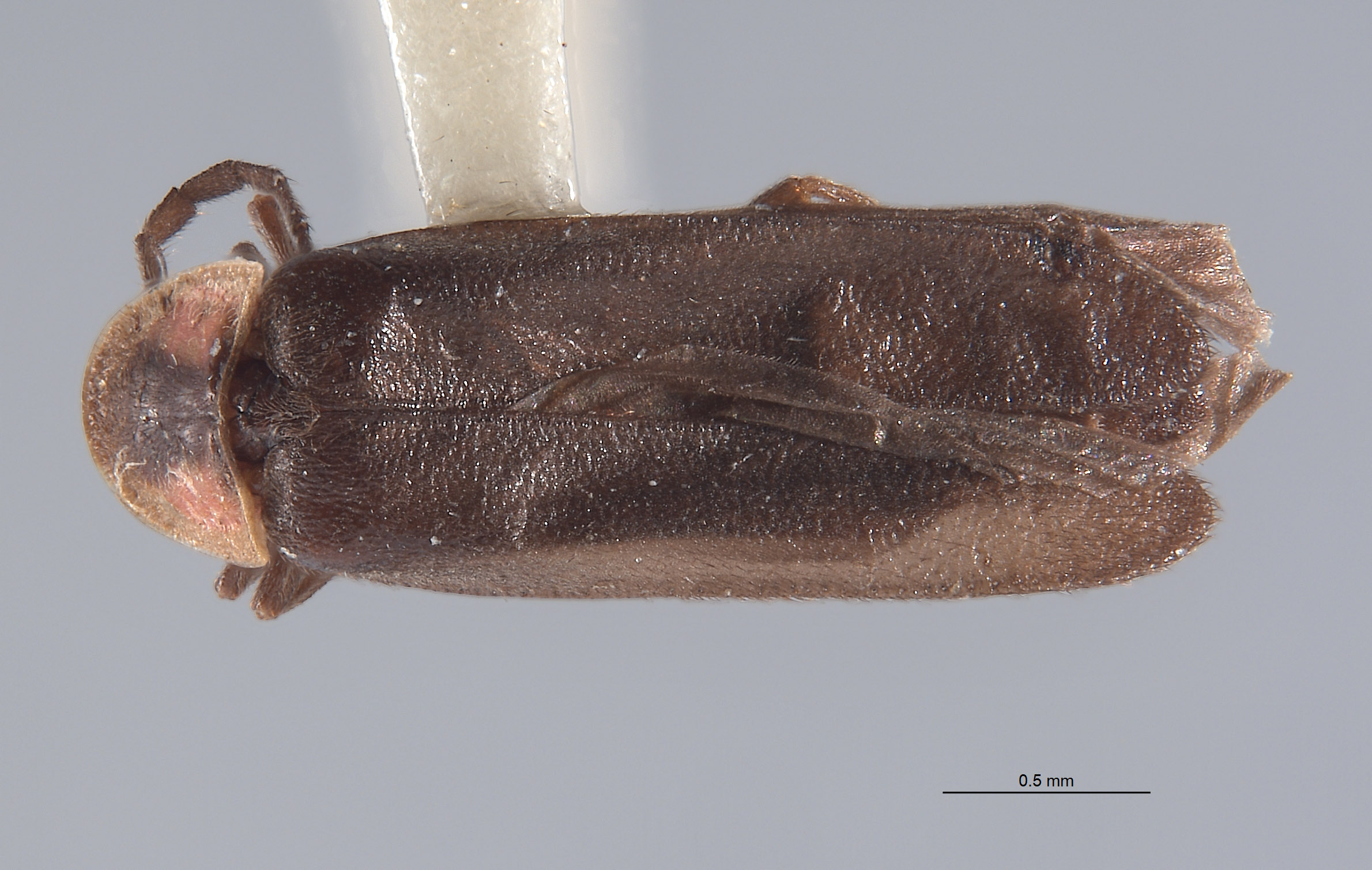 Pyropyga saltensis image